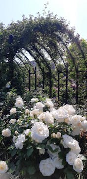 横浜イングリッシュガーデンに投稿された画像（2023/5/4）