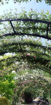 横浜イングリッシュガーデンに投稿された画像（2023/5/4）