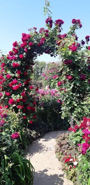 横浜イングリッシュガーデンに投稿された画像（2023/5/4）