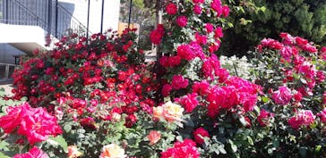 横浜イングリッシュガーデンに投稿された画像（2023/5/4）