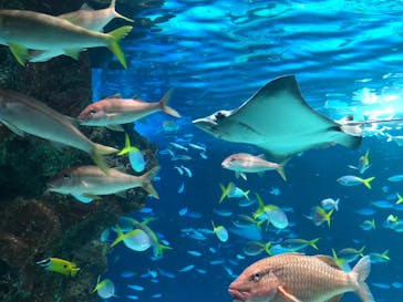 サンシャイン水族館に投稿された画像（2023/5/4）