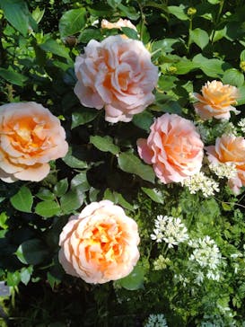 横浜イングリッシュガーデンに投稿された画像（2023/5/4）