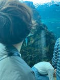 上越市立水族博物館 うみがたりに投稿された画像（2023/5/4）