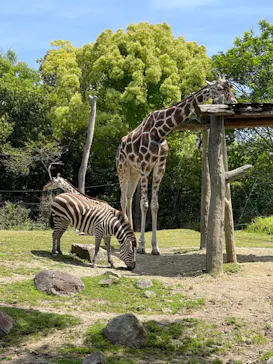 天王寺動物園に投稿された画像（2023/5/4）