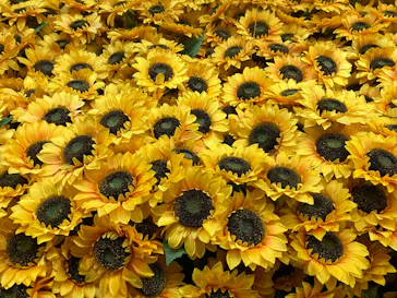 ゴッホ・アライブ神戸に投稿された画像（2023/5/4）