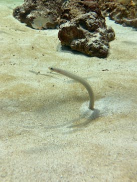 アクアワールド茨城県大洗水族館に投稿された画像（2023/5/4）
