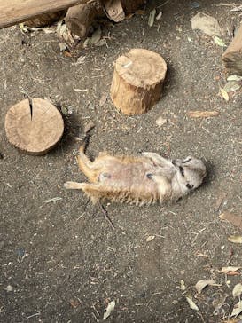 群馬サファリパークに投稿された画像（2023/5/4）