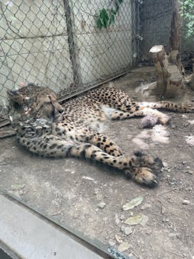 群馬サファリパークに投稿された画像（2023/5/4）