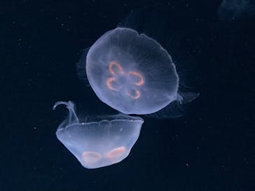 サンシャイン水族館に投稿された画像（2023/5/4）