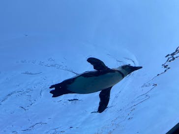 サンシャイン水族館に投稿された画像（2023/5/4）