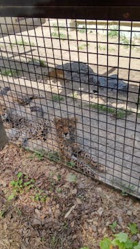 群馬サファリパークに投稿された画像（2023/5/4）