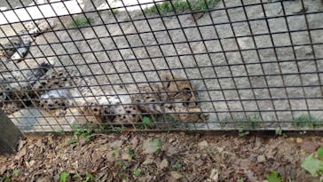 群馬サファリパークに投稿された画像（2023/5/4）