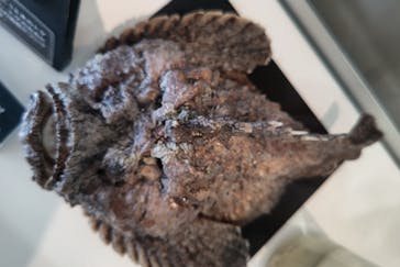 沖縄美ら海水族館に投稿された画像（2023/5/4）