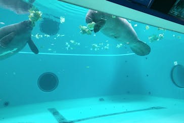 沖縄美ら海水族館に投稿された画像（2023/5/4）
