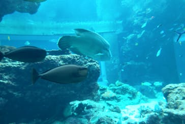 沖縄美ら海水族館に投稿された画像（2023/5/4）