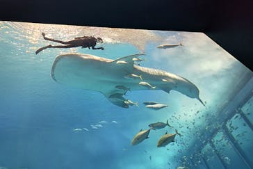 沖縄美ら海水族館に投稿された画像（2023/5/4）