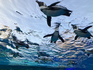 サンシャイン水族館に投稿された画像（2023/5/4）