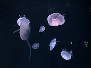 サンシャイン水族館に投稿された画像（2023/5/4）