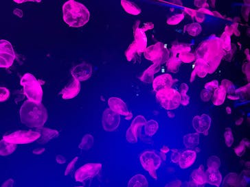 名古屋港水族館に投稿された画像（2023/5/4）