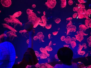 名古屋港水族館に投稿された画像（2023/5/4）