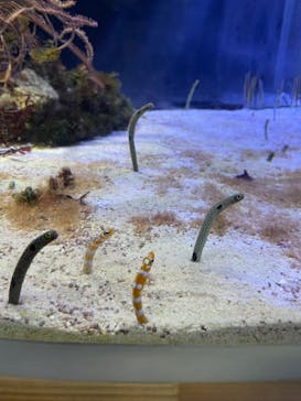 名古屋港水族館に投稿された画像（2023/5/4）