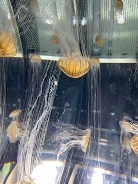 名古屋港水族館に投稿された画像（2023/5/4）