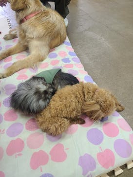 那須どうぶつ王国に投稿された画像（2023/5/4）