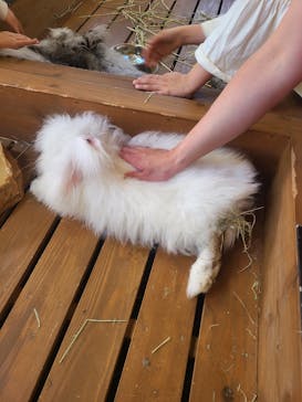 那須どうぶつ王国に投稿された画像（2023/5/4）