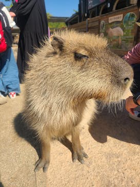 那須どうぶつ王国に投稿された画像（2023/5/4）
