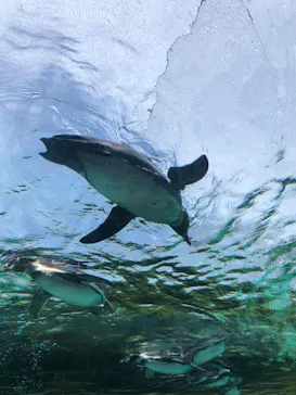 天王寺動物園に投稿された画像（2023/5/4）
