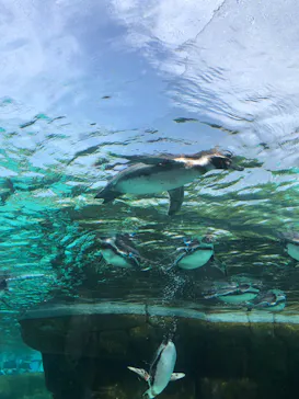 天王寺動物園に投稿された画像（2023/5/4）