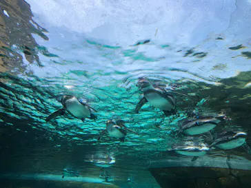 天王寺動物園に投稿された画像（2023/5/4）