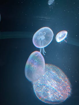 京都水族館に投稿された画像（2023/5/4）