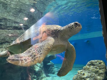 名古屋港水族館に投稿された画像（2023/5/4）