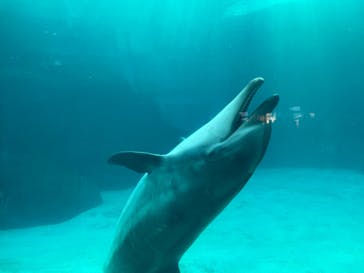 名古屋港水族館に投稿された画像（2023/5/4）