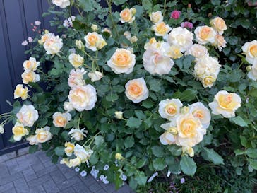 横浜イングリッシュガーデンに投稿された画像（2023/5/4）