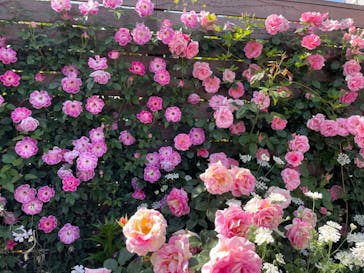 横浜イングリッシュガーデンに投稿された画像（2023/5/4）