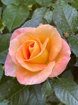 横浜イングリッシュガーデンに投稿された画像（2023/5/4）