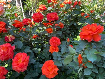 横浜イングリッシュガーデンに投稿された画像（2023/5/4）