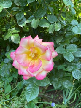 横浜イングリッシュガーデンに投稿された画像（2023/5/4）