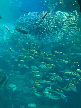 新江ノ島水族館に投稿された画像（2023/5/4）