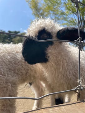 那須どうぶつ王国に投稿された画像（2023/5/4）