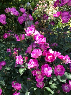 横浜イングリッシュガーデンに投稿された画像（2023/5/4）