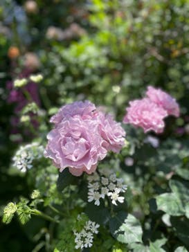 横浜イングリッシュガーデンに投稿された画像（2023/5/4）