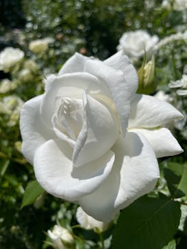 横浜イングリッシュガーデンに投稿された画像（2023/5/4）