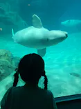 名古屋港水族館に投稿された画像（2023/5/4）