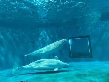 島根県立 しまね海洋館に投稿された画像（2023/5/4）