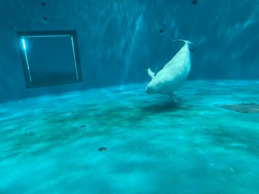 島根県立 しまね海洋館に投稿された画像（2023/5/4）