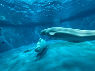 島根県立 しまね海洋館に投稿された画像（2023/5/4）