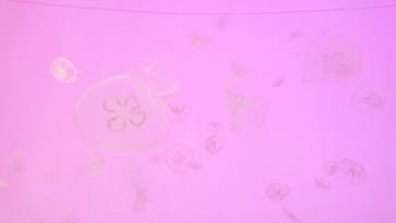 アクアワールド茨城県大洗水族館に投稿された画像（2023/5/4）